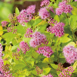 Tavoľník japonský Golden Princess obrázok 11