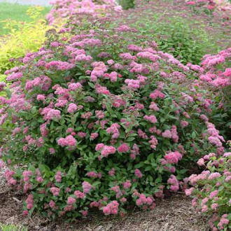 Tavoľník japonský Neon Flash obrázok 8