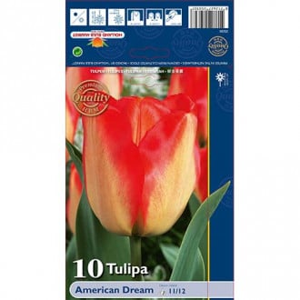 Tulipán American Dream obrázok 6