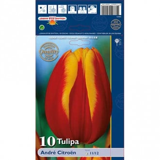 Tulipán Andre Citroen obrázok 4