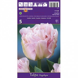 Tulipán Angelique obrázok 1