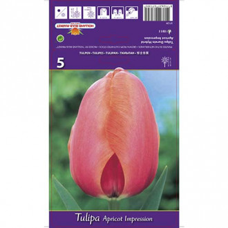 Tulipán Apricot Impression obrázok 1