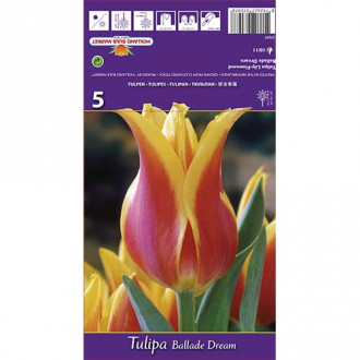 Tulipán Ballade Dream obrázok 3