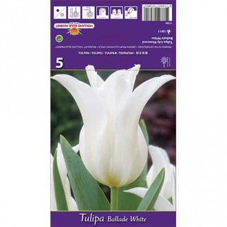 Tulipán Ballade White obrázok 5