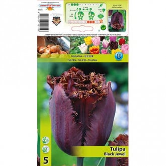 Tulipán Black Jewel obrázok 2