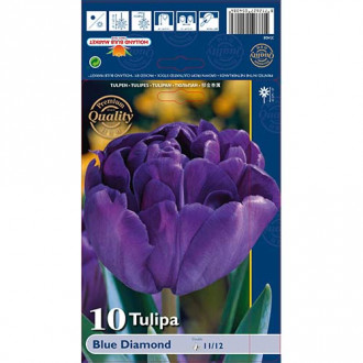 Tulipán Blue Diamond obrázok 2