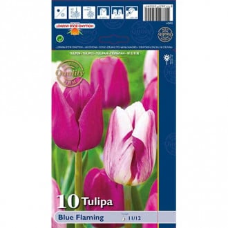 Tulipán Blue Flaming obrázok 6