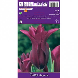 Tulipán Burgundy obrázok 1