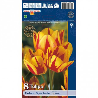 Tulipán Colour Spectacle obrázok 4