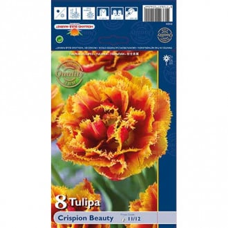 Tulipán Crispion Beauty obrázok 5