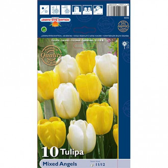 Tulipán Darwin Angels, mix obrázok 1