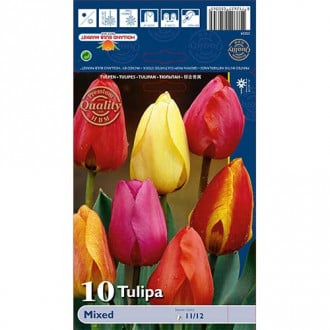 Tulipán Darwin, mix obrázok 2