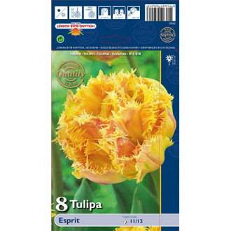 Tulipán Esprit obrázok 3