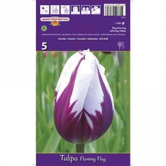 Tulipán Flaming Flag obrázok 1