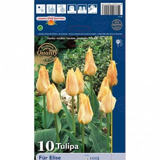 Tulipán Fur Elise obrázok 3