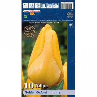 Tulipán Golden Oxford obrázok 6