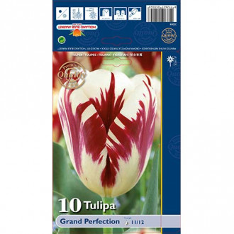 Tulipán Grand Perfection obrázok 5