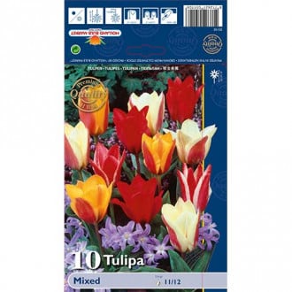 Tulipán Greigii, mix obrázok 4