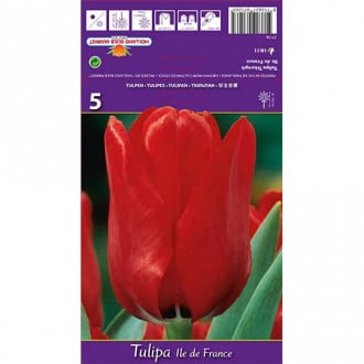 Tulipán Ile de France obrázok 1