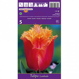 Tulipán Lambada obrázok 6