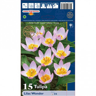 Tulipán Lilac Wonder obrázok 6