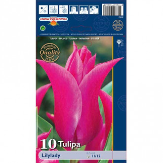 Tulipán Lilylady obrázok 4