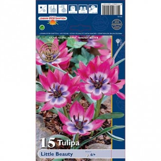Tulipán Little Beauty obrázok 6