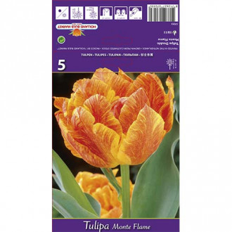 Tulipán Monte Flame obrázok 5
