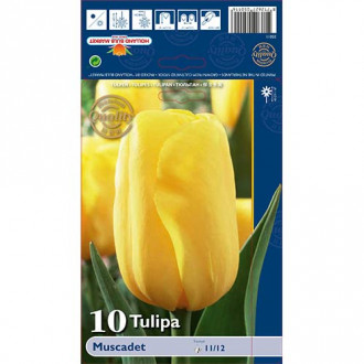 Tulipán Muscadet fotografia 15 Tulipán Muscadet obrázok 15