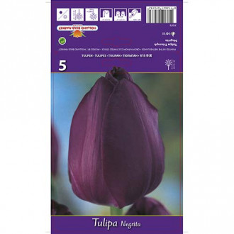 Tulipán Negrita obrázok 3