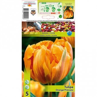 Tulipán Orange Princess obrázok 2