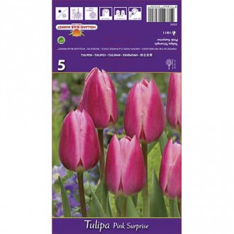 Tulipán Pink Surprise obrázok 2