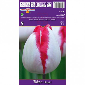 Tulipán Playgirl obrázok 4