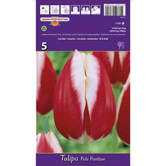 Tulipán Pole Position obrázok 4