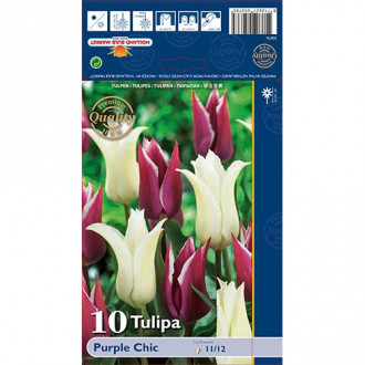 Tulipán Purple Chic obrázok 2