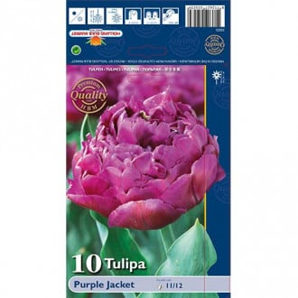 Tulipán Purple Jacket obrázok 6