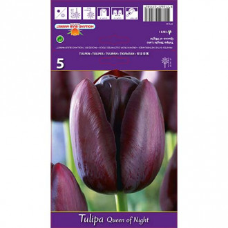 Tulipán Queen of Night obrázok 6