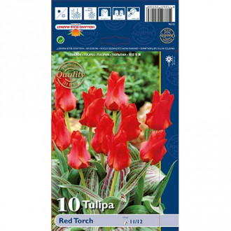 Tulipán Red Torch obrázok 4