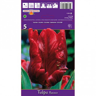 Tulipán Rococo obrázok 1