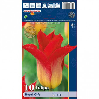 Tulipán Royal Gift obrázok 5