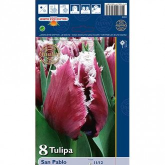 Tulipán San Pablo obrázok 5