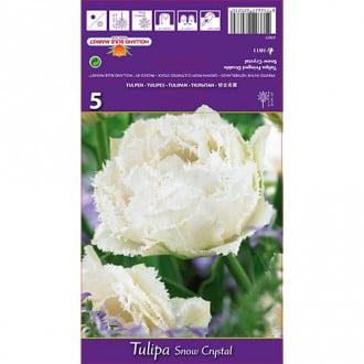 Tulipán Snow Crystal obrázok 6