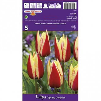 Tulipán Spring Surprise obrázok 6