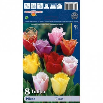 Tulipán Strapcový, mix obrázok 4
