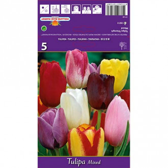 Tulipán Triumph, mix obrázok 1