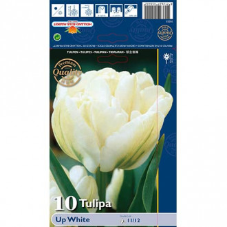 Tulipán Up White obrázok 3