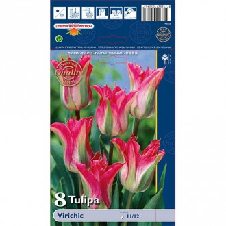 Tulipán Virichic obrázok 5