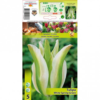 Tulipán White Spring Green obrázok 4