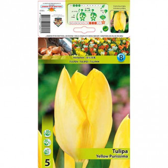 Tulipán Yellow Purissima obrázok 3