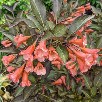Weigela All Summer Peach, С2 obrázok 2